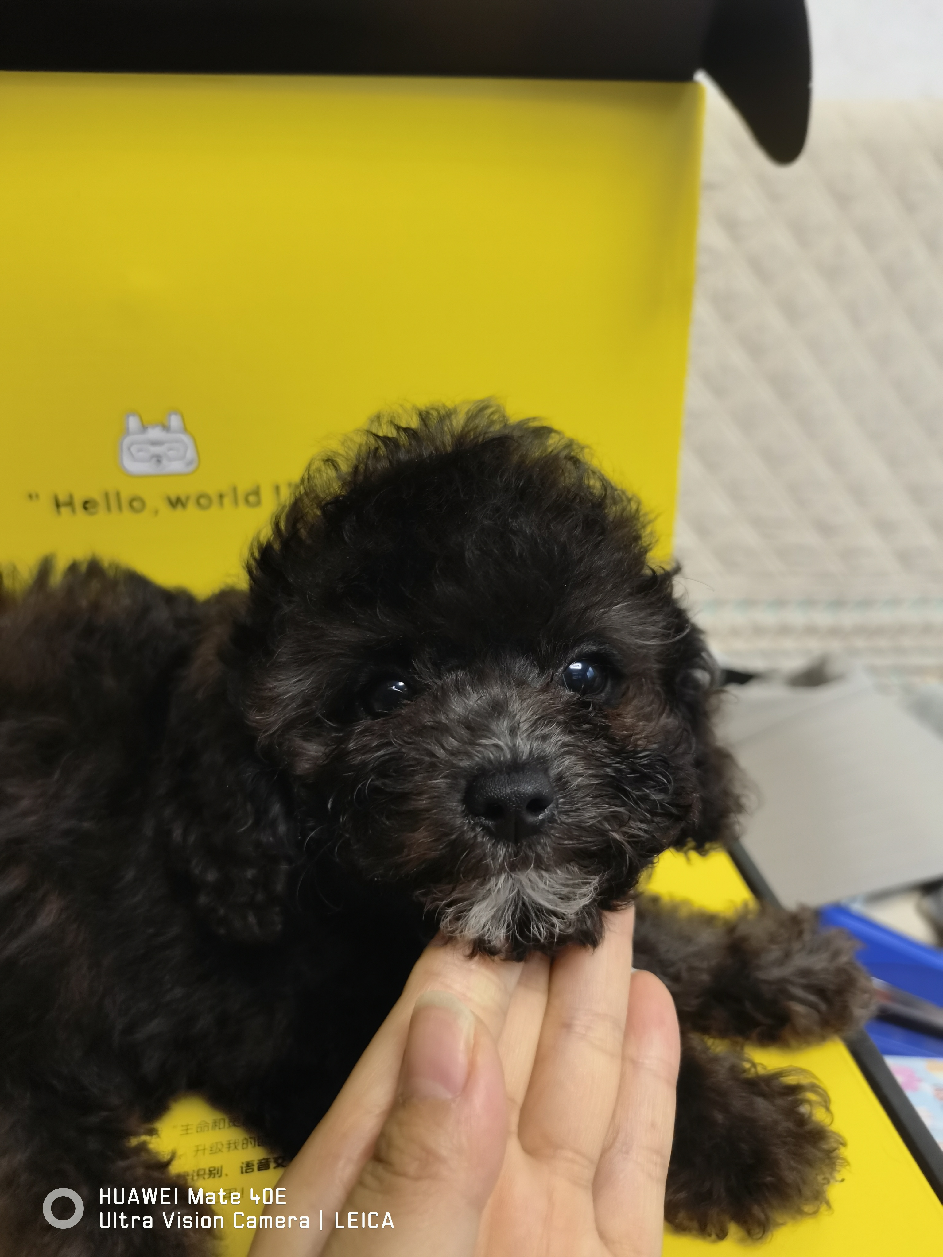 灰泰迪幼犬 母 可爱粘人 会定点上厕所
养宠新人首选
本地可上门看狗